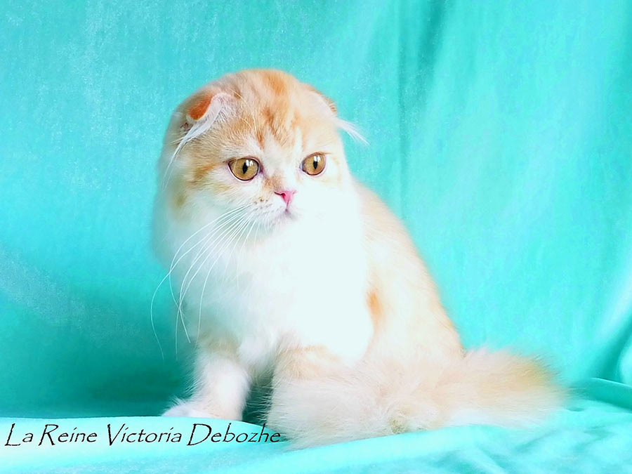 Фото шотландской кошки хайленд фолд La Reine Victoria Debozhe киз Московского питомника 