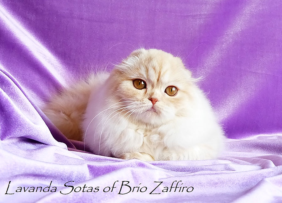 Фото Хайленд фолд шотландской длинношерстной вислоухой кошки Lavanda Sotas of Brio Zaffiro из Москвы