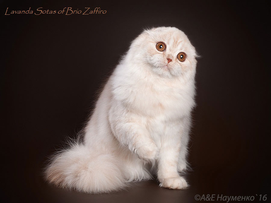 Фото Хайленд фолд шотландской длинношерстной вислоухой кошки Lavanda Sotas of Brio Zaffiro из Москвы
