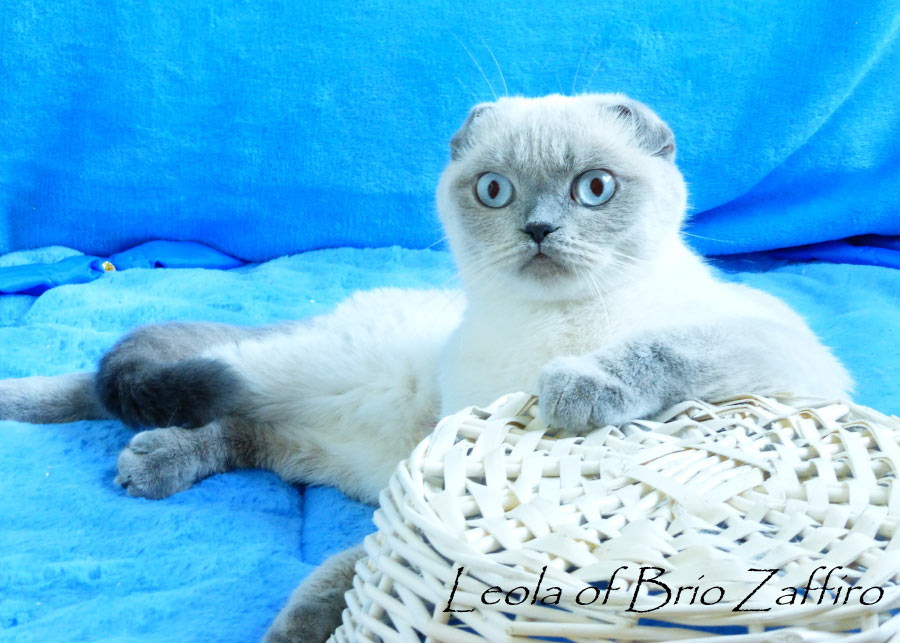 Фото шотландской вислоухой кошки LEOLA BRIO ZAFFIRO из Московского питомника кошек Brio Zaffiro