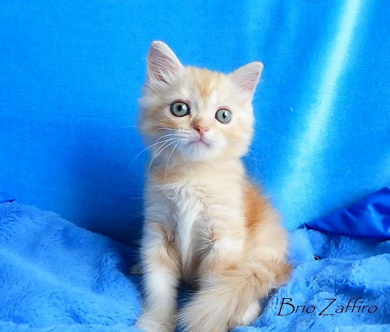 Leopold Sunny Brio Zaffiro - котенок шотландский хайленд страйт. Купить шотландского котенка в Москве в питомнике шотландских вислоухих кошек