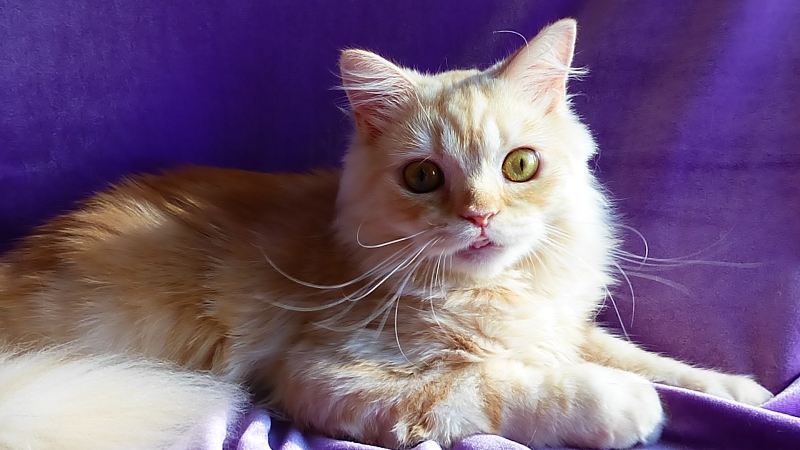 Leopold Sunny Brio Zaffiro - котенок шотландский хайленд страйт. Купить шотландского котенка в Москве в питомнике шотландских вислоухих кошек