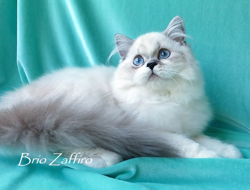 Marishka Brio Zaffiro  - bipoint highland straight - колор пойнт с белым шотландская кошка, биколорная колор пойнт. Бипойнт.