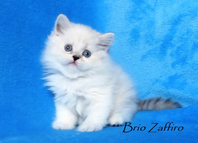 Marishka Brio Zaffiro  - bipoint highland straight - колор пойнт с белым шотландская кошка, биколорная колор пойнт. Бипойнт.