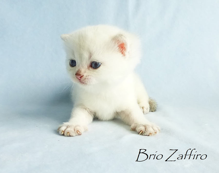 Фото котенка британской золотой шиншиллы пойнт Massimo из Московского питомника британских шиншилл BRIO ZAFFIRO