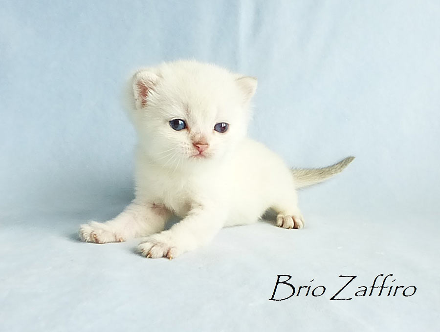 Фото котенка британской золотой шиншиллы пойнт Massimo из Московского питомника британских шиншилл BRIO ZAFFIRO
