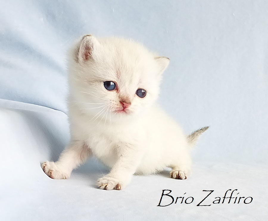 Фото британской кошки шиншиллы золотистой линкс пойнт Mirabella из Московского питомника британских шиншилл BRIO ZAFFIRO 