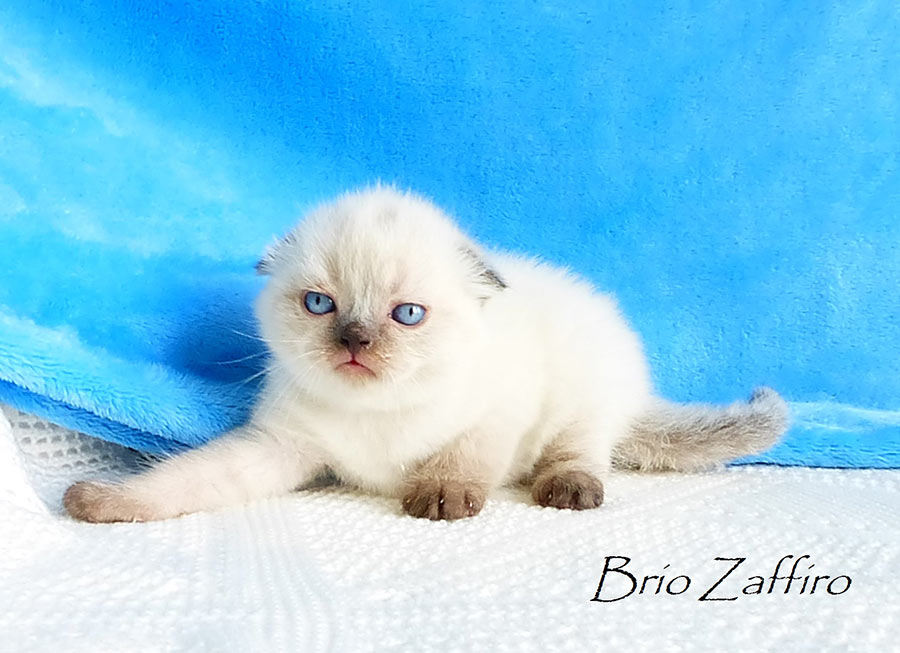 Фотографии колорного шотландского вислоухого котенка сил пойнт Niccolo из Московского питомника шотландских кошек BRIO ZAFFIRO