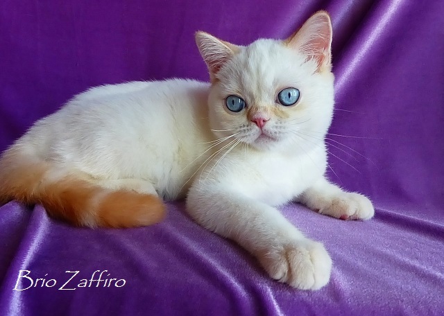 В нашем питомнике шотландских кошек BRIO ZAFFIRO вы сможете выбрать и купить голубоглазого котенка колор пойнт, либо красного рисованного хайленда котенка, а также шотландских котят в других вариациях колор пойнт