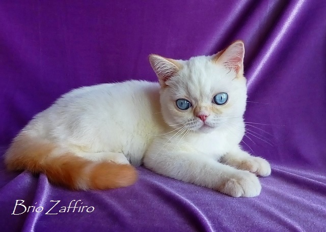 В нашем питомнике шотландских кошек BRIO ZAFFIRO вы сможете выбрать и купить голубоглазого котенка колор пойнт, либо красного рисованного хайленда котенка, а также шотландских котят в других вариациях колор пойнт