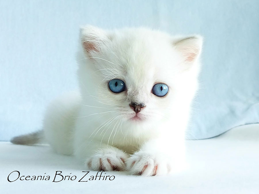 Фото кошки британской серебристой шиншиллы пойнт Oceania из питомника британских шиншилл BRIO ZAFFIRO город Москва