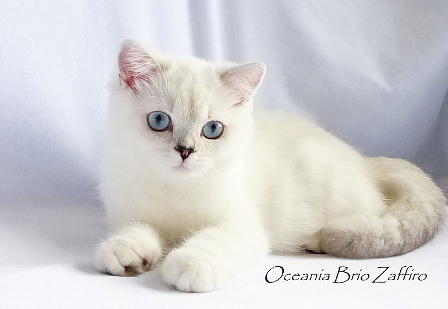 Фото кошки британской серебристой шиншиллы пойнт Oceania из питомника британских шиншилл BRIO ZAFFIRO город Москва