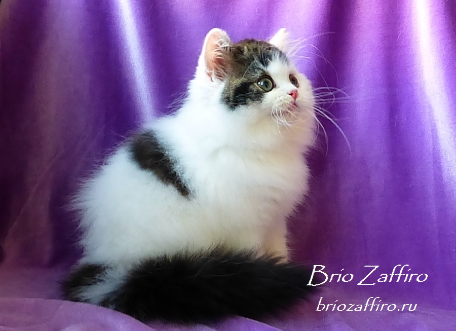 Шотландский длинношерстный котенок  Octavian Brio Zaffiro, черный мраморный арлекин