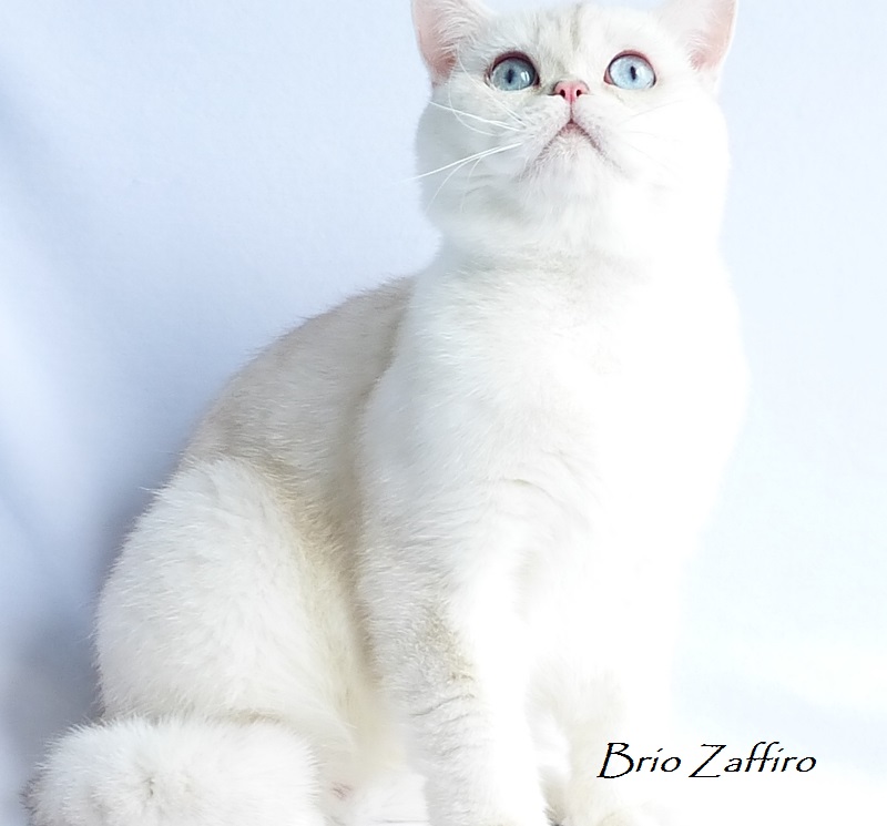 Фото голубоглазого кота страйта Ostin Brio Zaffiro шотландской серебристой шиншиллы пойнт из питомника BRIO ZAFFIRO город Москва