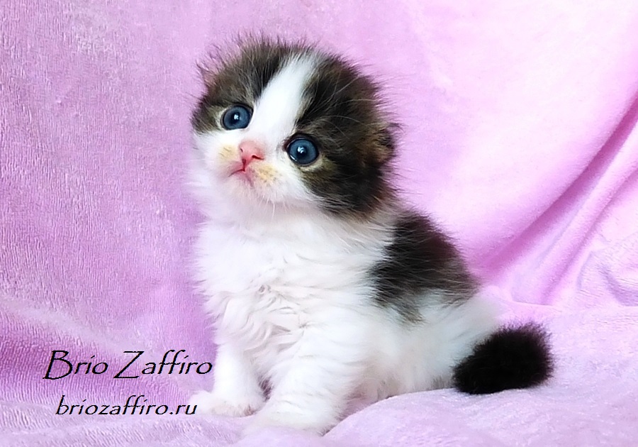 Шотландский вислоухий котенок Pascual Brio Zaffiro. Хайленд фолд. В окрасе черный мраморный биколор