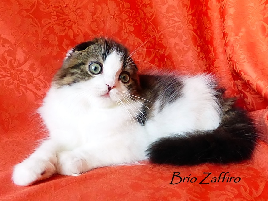 Шотландские котята в Москве. Шотландский вислоухий котенок Pascual Brio Zaffiro. Хайленд фолд. В окрасе черный мраморный биколор