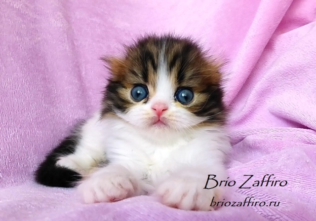 Котенок шотландский вислоухий полудлинношерстный - хайленд фолд - Perun Brio Zaffiro