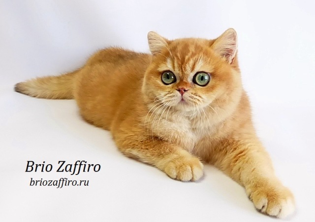 характер британской золотой шиншиллы