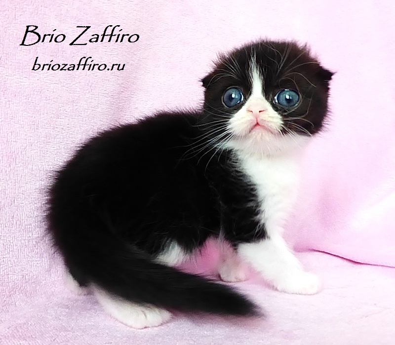 Шотландский вислоухий котенок черный биколор Quiricus Neo Brio Zaffiro