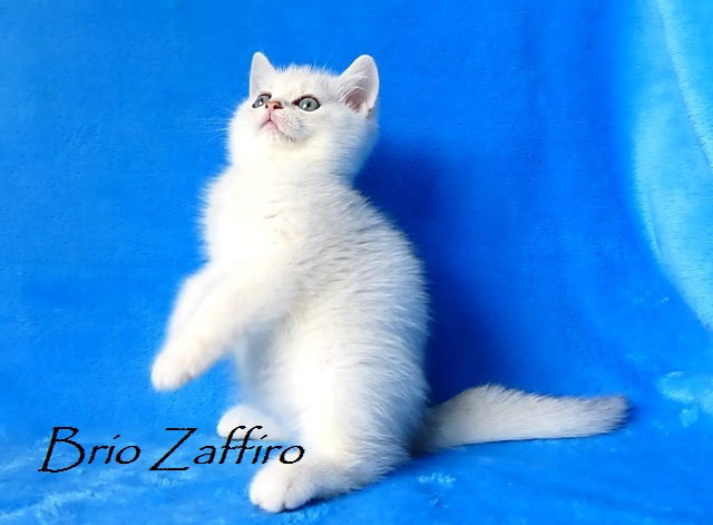 Ralf Brio Zaffiro - котенок британской серебристой шиншиллы из Московского питомника британских шиншилл. Купить британскую шиншиллу в Москве.