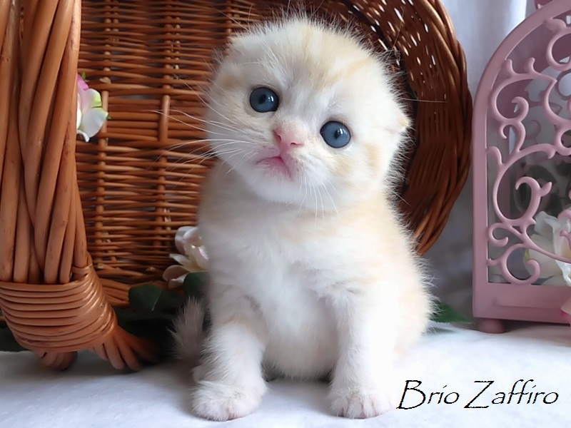 Silvia Brio Zaffiro scottish fold girl носитель гена колор пойнт купить шотландского вислоухого котенка купить котенка в Москве в питомнике шотландских кошек купить вислоушку кошку шотландскую