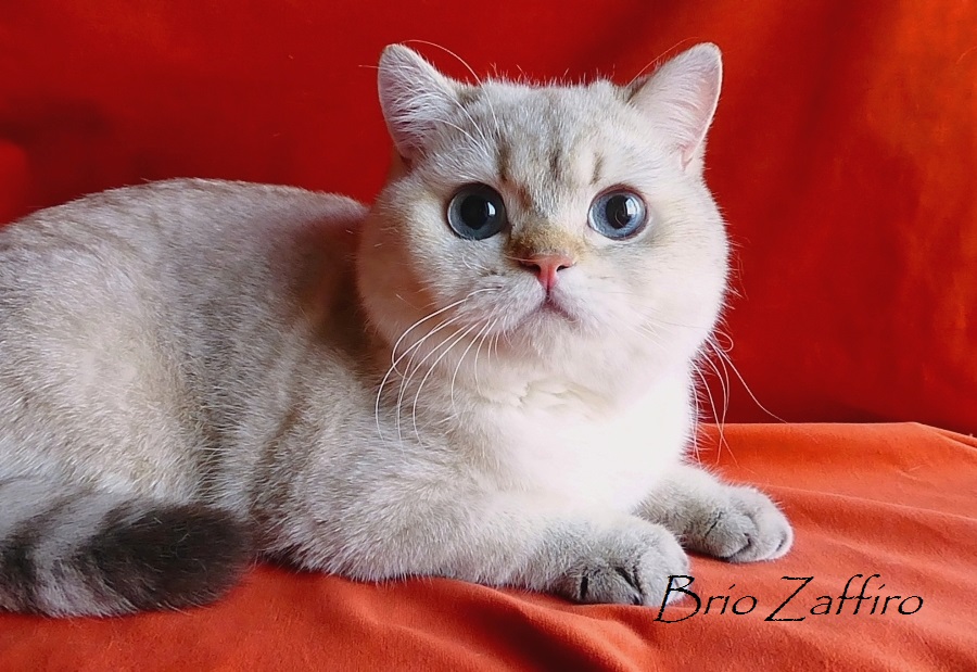 Фото британского кота  TAmber Thor Brio Zaffiro золотистой шиншиллы пойнт ny1133 из питомника британских шиншилл г. Москва