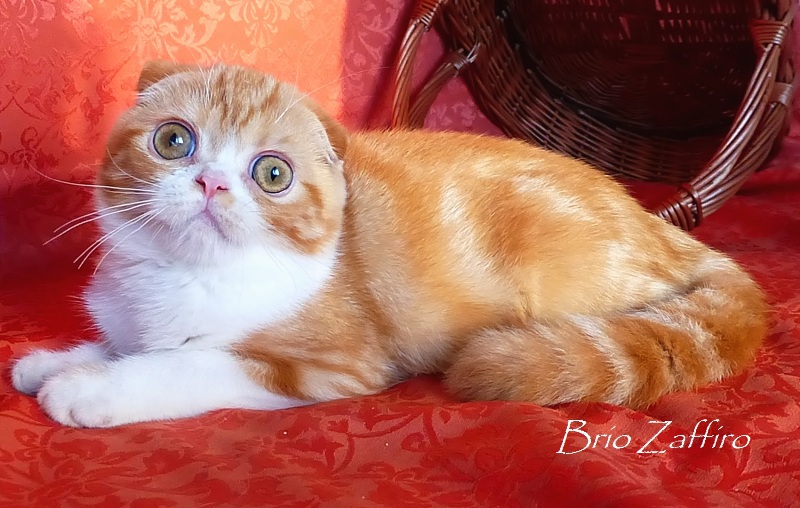 Фото Ticiana Brio Zaffiro котенка шотландского вислоухого красного мраморного с белым. Купить шотландского вислоухого котенка в Москве в питомнике кошек.