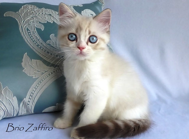 Udgin Brio Zaffiro bicolour colorpoint kitten - голубоглазый шотландский короткошерстный котенок (скоттиш страйт) в окрасе биколорный колорпойнт купить шотландского голубоглазого котенка в окрасе биколорный колорпойнт