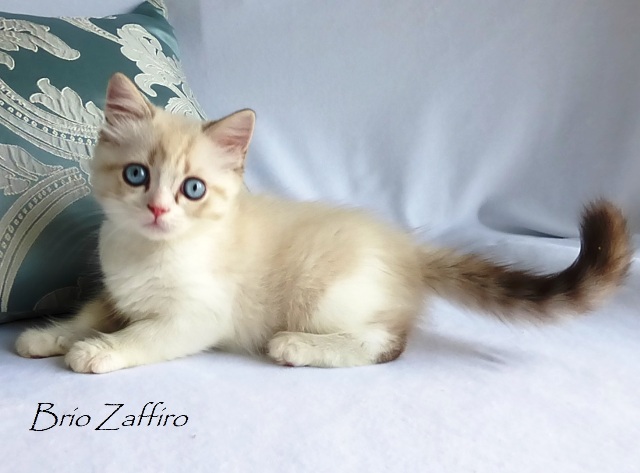 Udgin Brio Zaffiro bicolour colorpoint kitten - голубоглазый шотландский короткошерстный котенок (скоттиш страйт) в окрасе биколорный колорпойнт купить шотландского голубоглазого котенка в окрасе биколорный колорпойнт