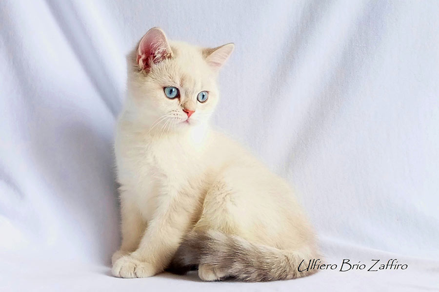 Ulfiero Brio Zaffiro - породный котик редчайшего окраса ay1133 - голубой золотистый затушеванный колорпойнт из Московского питомника британских шиншилл BRIO ZAFFIRO