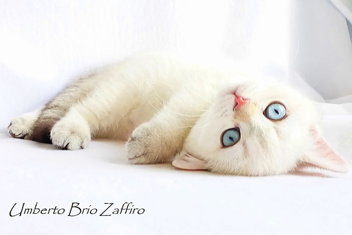 Фото котенка британской золотой шиншиллы пойнт ny1133