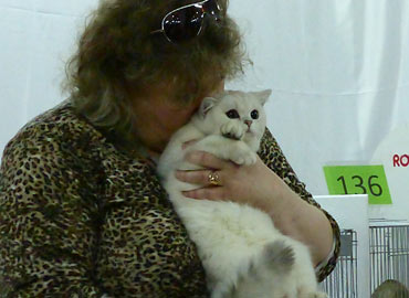 Международная выставка кошек Москва Зимний Кэт-Салон