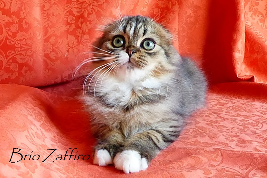 Шотландский вислоухий котенок Zhtephan Brio Zaffiro. Хайленд фолд носилель циннамона и колор пойнт гена. Купить вислоухого котенка в питомнике кошек в Москве.