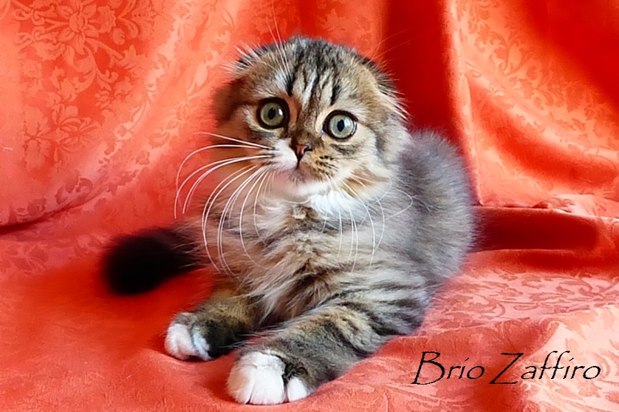 Шотландский вислоухий котенок Zhtephan Brio Zaffiro. Хайленд фолд носилель циннамона и колор пойнт гена. Купить вислоухого котенка в питомнике кошек в Москве.