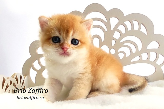 Британский золотой котенок шиншиллы Mосква