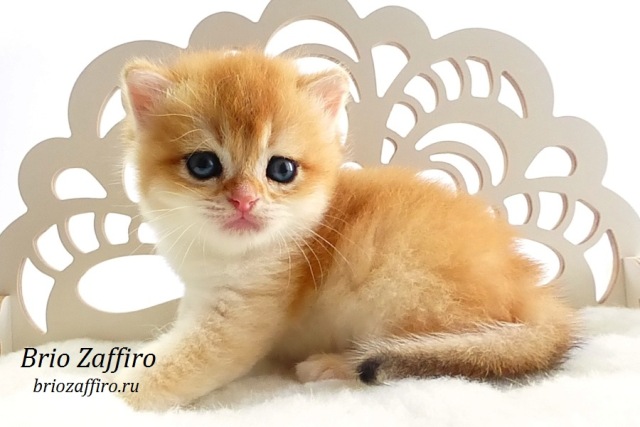 Британский золотой котенок шиншиллы Mосква