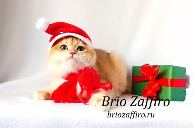 Новогоднее фото котенка золотой британской шиншиллы, город Москва