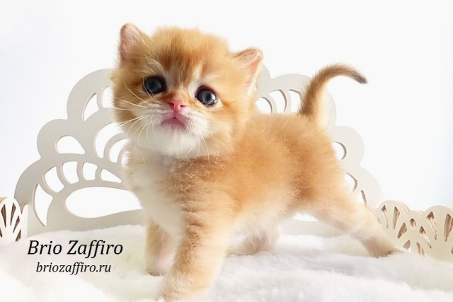 Шоколадный золотой котенок шиншиллы Mосква