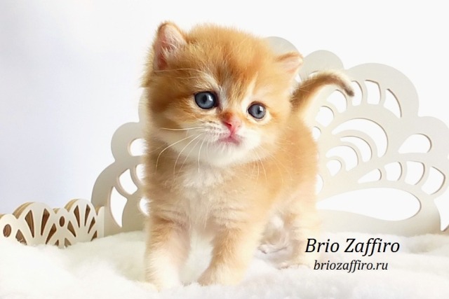 Шоколадный золотой котенок шиншиллы Mосква