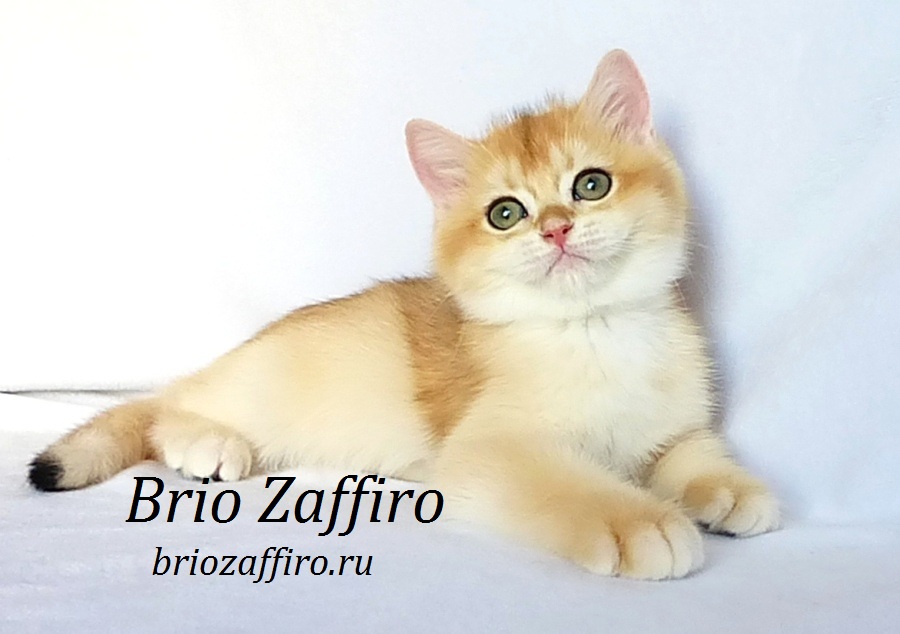 Фото британской золотой шиншиллы котенка