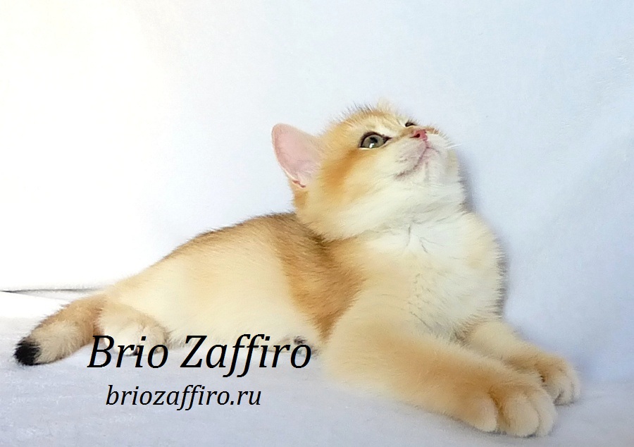 Фото золотая шиншилла котенок