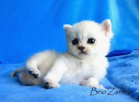 Katarina Brio Zaffiro british silver chinchilla kitten ns11 купить британского котенка в Москве в питомнике кошек