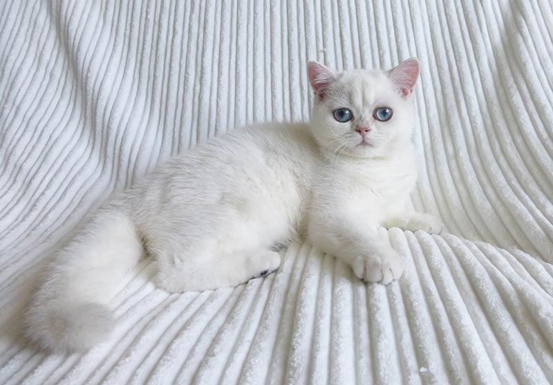 Фото британской короткошерстной кошки SNOWSONG DIANA . Москва.