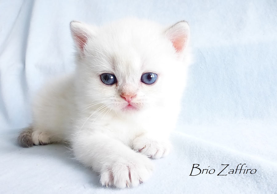 Ulfiero Brio Zaffiro - породный котик редчайшего окраса ay1133 - голубой золотистый затушеванный колорпойнт из Московского питомника британских шиншилл BRIO ZAFFIRO