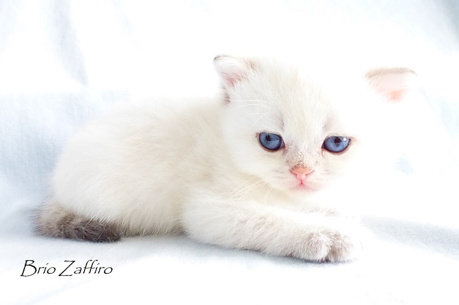 Фото золотистой шиншиллы пойнт ny1133  - голубоглазого кота Umberto Brio Zaffiro из питомника колорных британских шиншилл BRIO ZAFFIRO г. Москва
