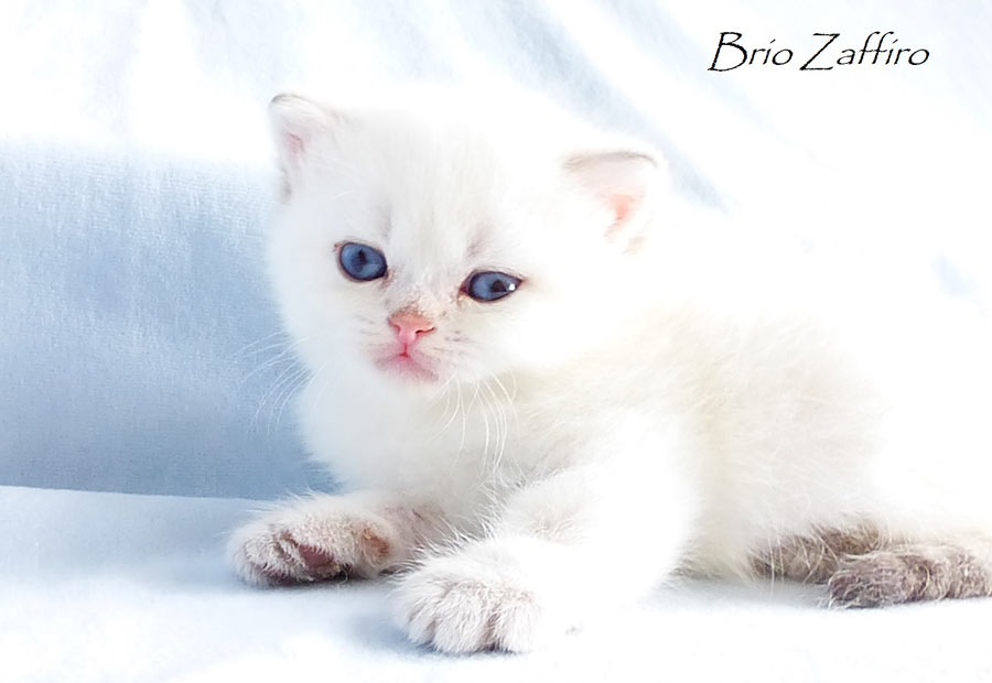 Фото золотистой шиншиллы пойнт ny1133  - голубоглазого кота Umberto Brio Zaffiro из питомника колорных британских шиншилл BRIO ZAFFIRO г. Москва