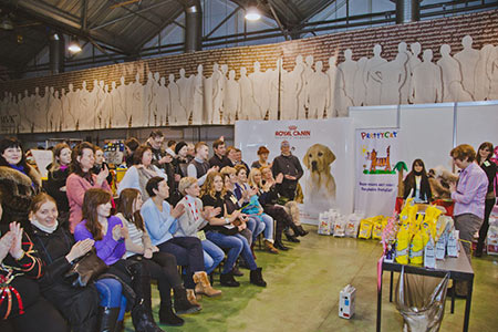 Кошки британские шиншиллы Московского питомника BRIO ZAFFIRO участвуют в Международных выставках