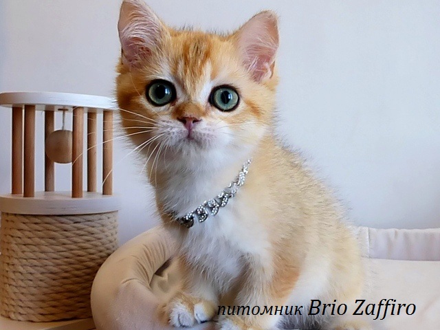 Британский котенок золотой затушеванный из Mосквы