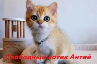 Золотой британский котенок
